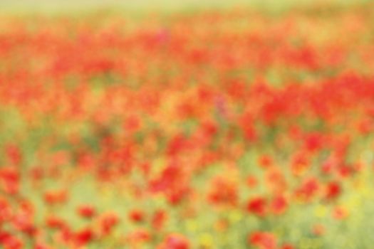 beautiful out of focus background with wild poppies, backdrop for your design