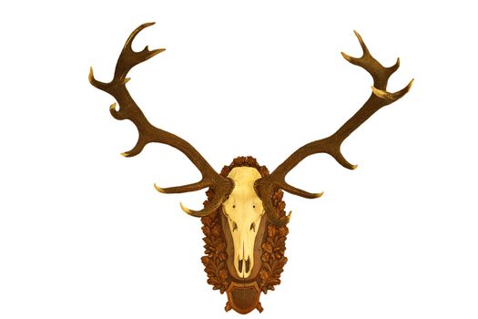 beautiful red deer hunting trophy isolated over white background ( Cervus elaphus )