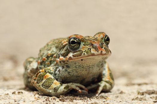 colorful Bufotes viridis closeup, the european common green toad