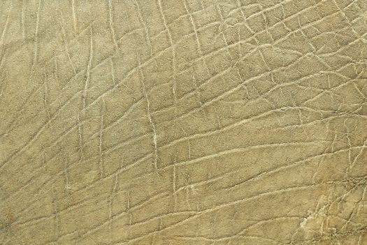 closeup of african elephant skin, texture of real leather ( Loxodonta adaurora )