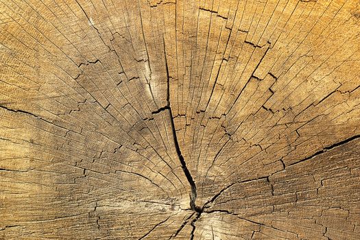 cracks on spruce wood, detailed texture of annual ring on old wooden beam