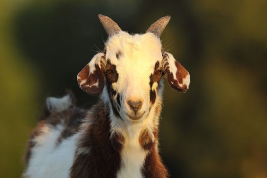 cute mottled goat kid, curious young animal looking at the camera