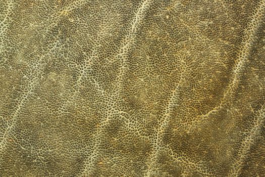 detail of african elephant skin, natural animal leather texture