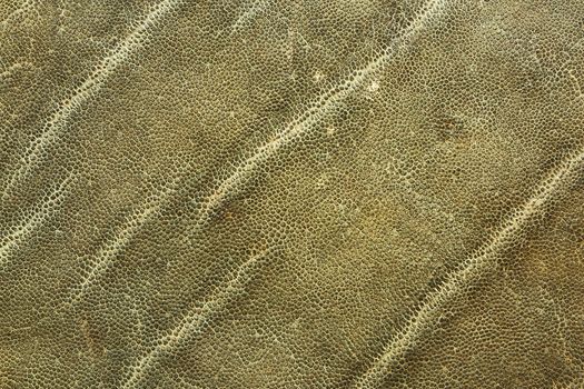 detailed image of african elephant leather, texture for your design showing real animal pelt