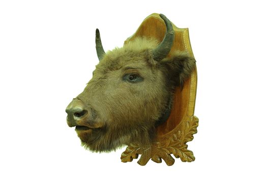 european bison hunting trophy isolated over white background, taxidermy of head mounted on wood plate ( Bison bonasus )
