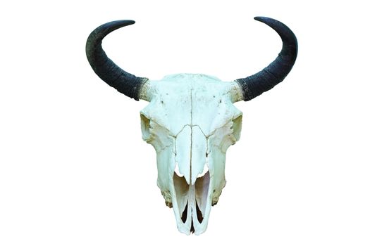 european bison skull, hunting trophy isolated over white background ( Bison bonasus )