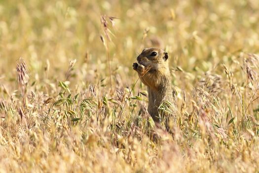 european ground squirrel in natural habitat, cute young animal eating ( Spermophilus citellus )