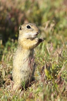 european ground squirrel closeup, image of wild animal taken in natural habitat ( Spermophilus citellus ), listed as vulnerable by IUCN, endangered species