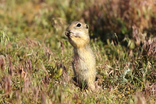 european ground squirrel on meadow, image taken while eating ( Spermophilus citellus )