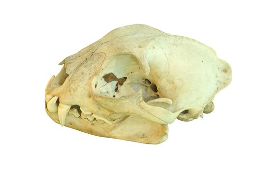 european lynx cranium, isolated skull over white background