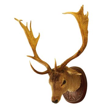 fallow deer buck hunting trophy isolated over white background ( Dama )