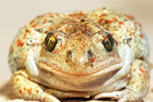 garlic toad beautiful portrait, wild animal looking at the camera ( Pelobates fuscus, common spadefoot toad )
