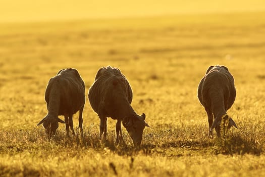 herd of sheep grazing on meadow, beautiful orange light of dawn