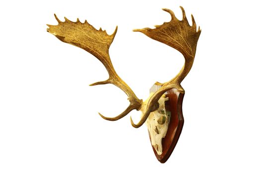 large fallow deer stag hunting trophy isolated over white background ( Dama )