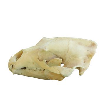 skull of a brown bear ( Ursus arctos ) isolated over white background, huge hunting trophy