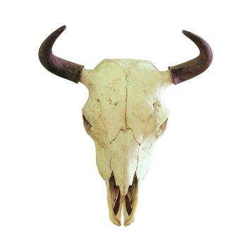 skull of european bison ( Bison bonasus ), hunting trophy isolated over white background