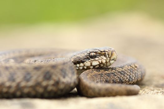 juvenile hungarian meadow viper closeup ( Vipera ursinii rakosiensis, red list IUCN - endangered )