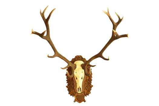 large hunting trophy of red deer stag isolated over white background, wall mount on wooden plate ( Cervus elaphus )