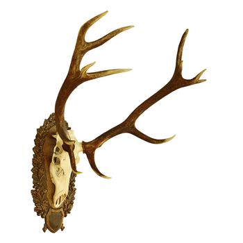 large red deer hunting trophy ( Cervus elaphus ) isolated on white