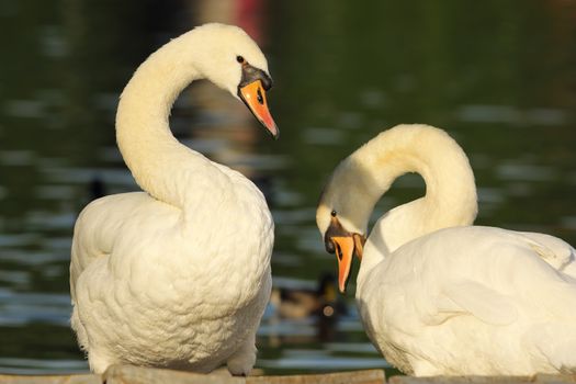 mute swans couple standing together near the lake ( Cygnus olor ); male and female bird in spring, mating season