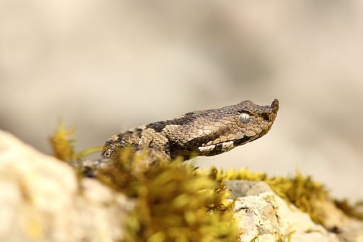 nose horned viper closeup of head ( Vipera ammodytes, the most dangerous widespread european snake )