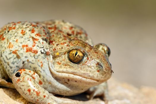 portrait of common spadefoot ( Pelobates fuscus )