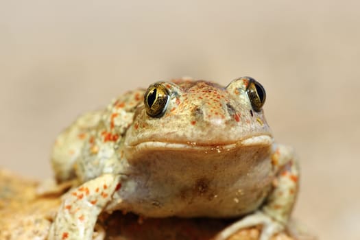 portrait of cute garlic toad ( Pelobates fuscus )