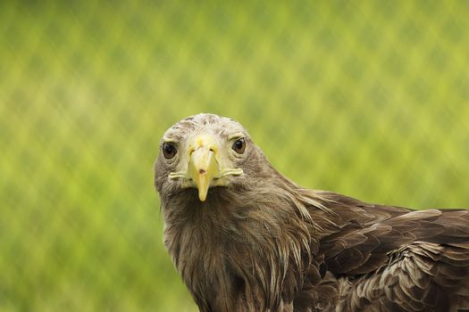 portrait of Haliaeetus, beautiful bird of prey, the white-tailed eagle