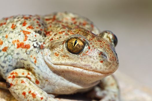 portrait of Pelobates fuscus, colorful wild garlic toad, macro image