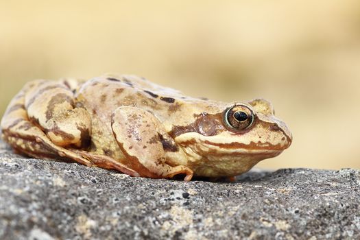 full length profile view of european common brown frog ( Rana temporaria )