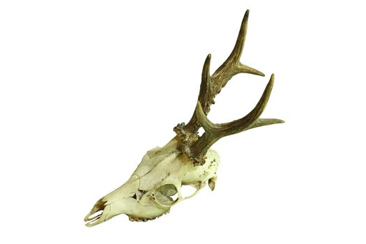 roe deer buck cranium isolated on white background ( Capreolus, male, hunting trophy )