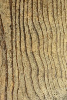 texture of fir plank, wooden pattern for your design