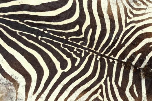 texture of zebra old pelt, detail on a hunted animal