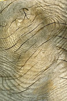 detailed texture of wooden plank for your design