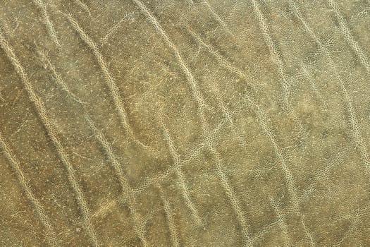 textured african elephant skin, real animal pelt for your design