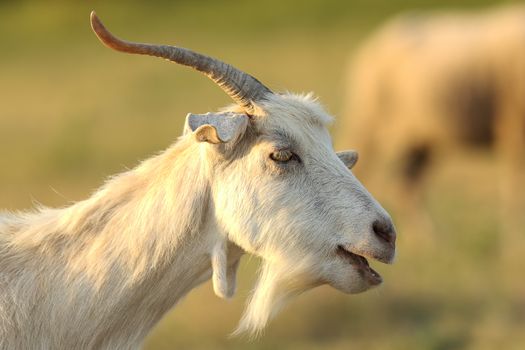 white male goat portrait over out of focus background ( Capra hircus )
