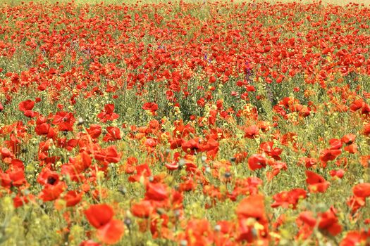 wild red poppies field, beautiful flowers growing in spring