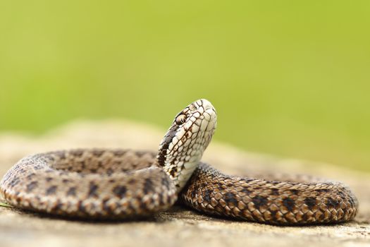 young colorful meadow viper ready to bite ( Vipera ursinii rakosiensis, the rarest european snake )