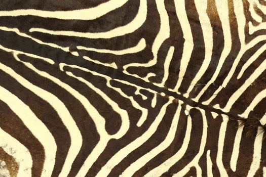 zebra striped pattern, texture of real leather for your design