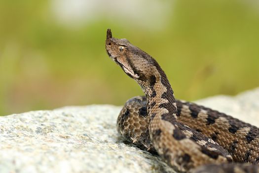 aggressive male nose horned viper on a rock ( Vipera ammodytes )