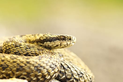 beautiful macro shot of meadow viper ( Vipera ursinii rakosiensis, female, the most elusive european snake )