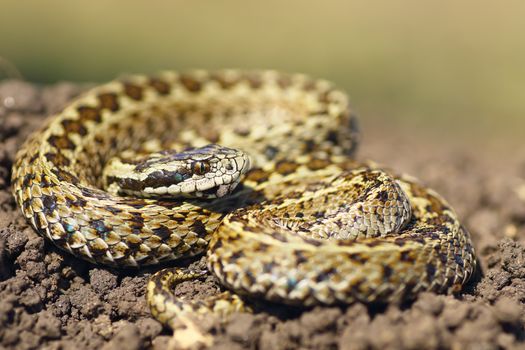 beautiful male hungarian meadow viper ready to attack ( Vipera ursinii rakosiensis )