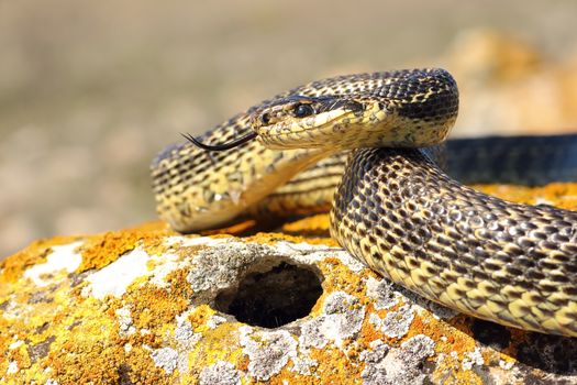 blotched snake ready to attack ( Elaphe sauromates basking on a rock )