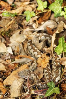 nose horned viper camouflaged in faded leaves, natural habitat of most dangerous european snake ( Vipera ammodytes )