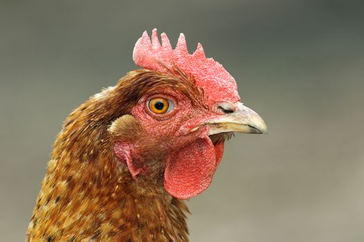close up of brown hen head, bird portrait at the farm