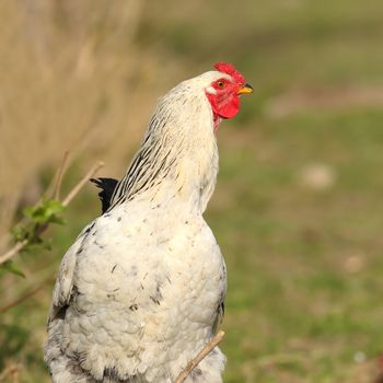 closeup of proud rooster walking in the farm yard
