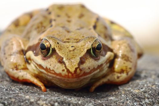 european common brown frog portrait, animal standing on a rock ( Rama temporaria )