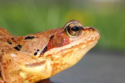 common european frog profile view ( Rana temporaria )