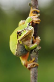 cute european green tree frog ( Hyla arborea ) on a twig