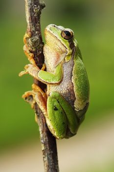 cute european tree frog climbing on twig ( Hyla arborea )